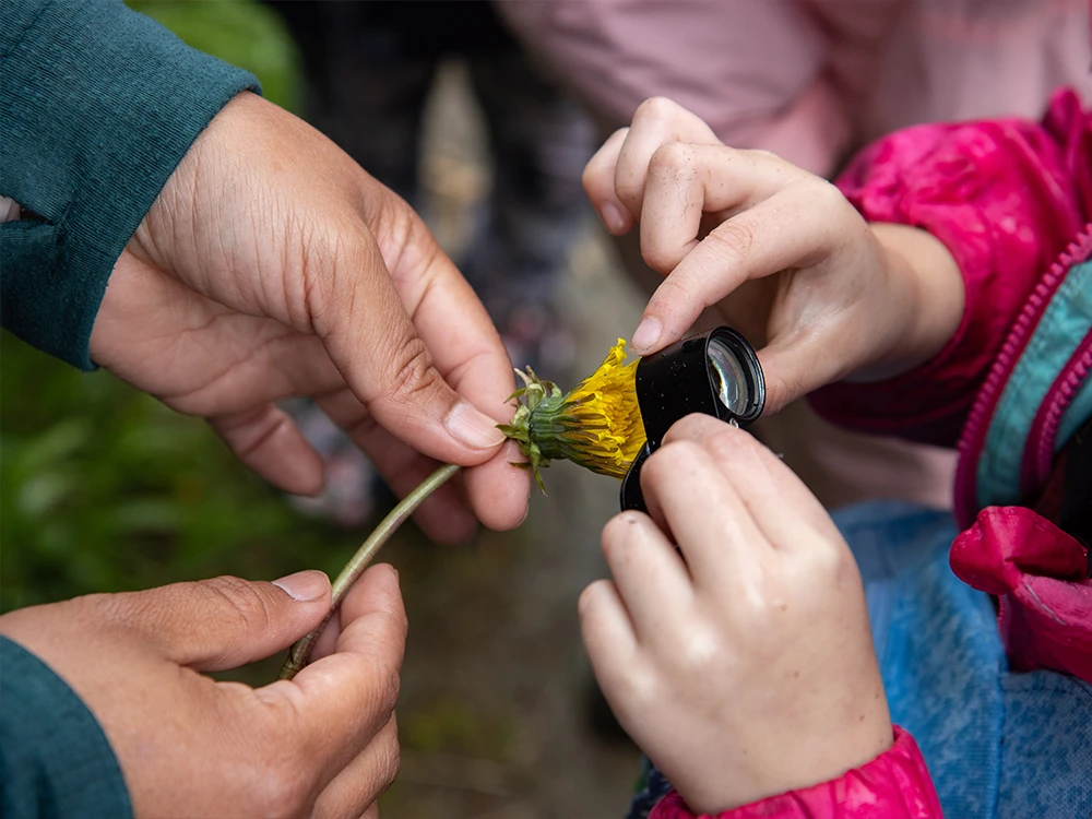 Up close image of an adult holding a dandelion while a child looks at it through a small magnifying glass. Only hands are seen.